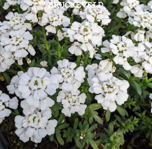 Iberis sempervirens 'Snowflake' veg