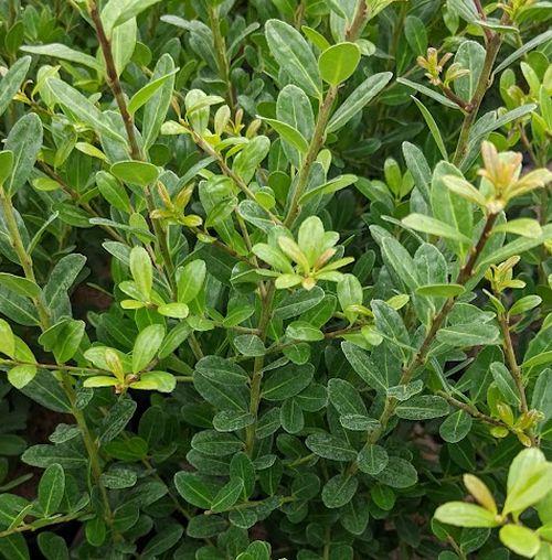 Ilex crenata 'Caroline Upright'