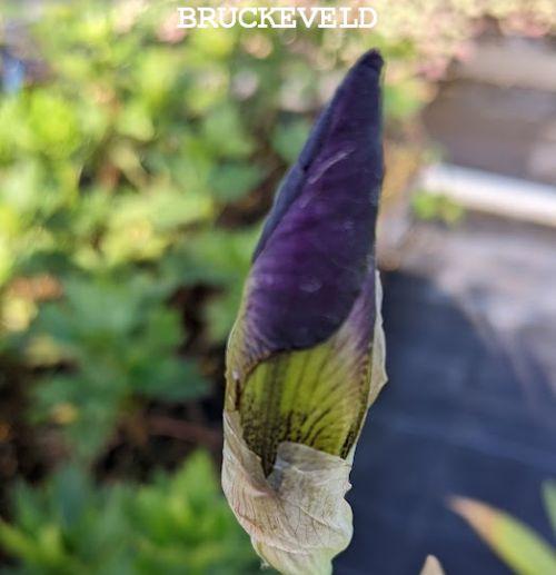 Iris Germanica 'Senlac'