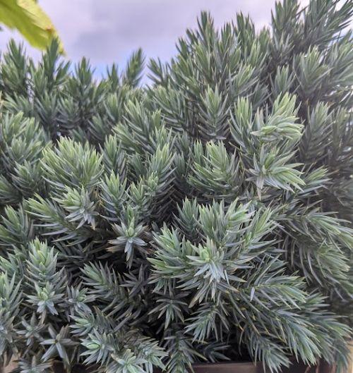 Juniperus squ. 'Blue Star'