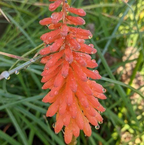 Kniphofia 'Alcazar'