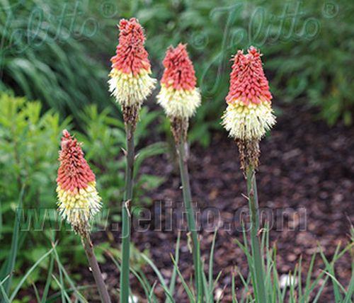 Kniphofia caulescens