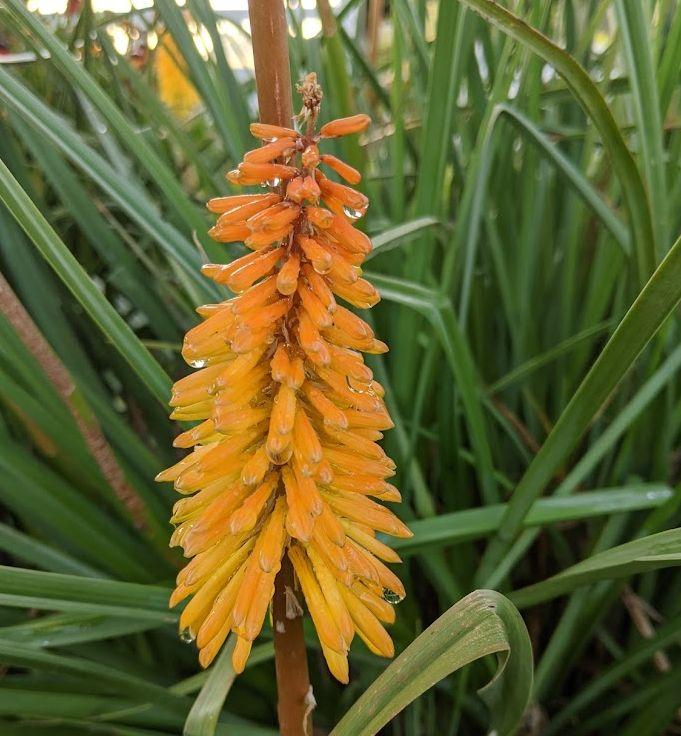 Kniphofia 'Shining Scepter'