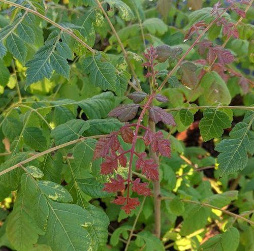 Koelreuteria paniculata