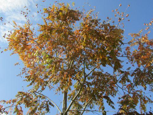 Koelreuteria paniculata