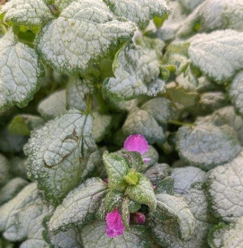 Lamium maculatum 'Beacon Silver'