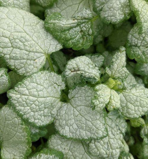 Lamium maculatum 'White Nancy'