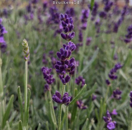 Lavandula ang. 'Hidcote'