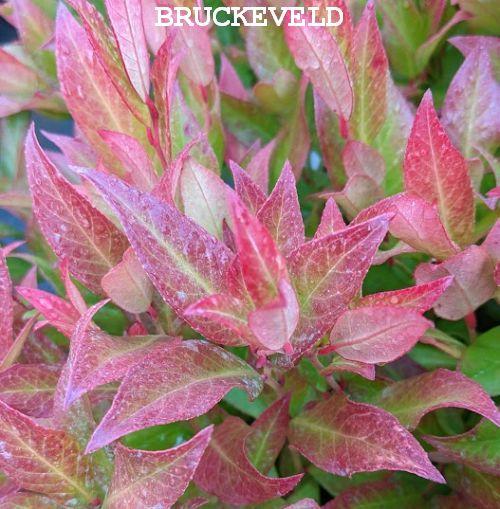 Leucothoe 'Zeblid' (Scarletta)