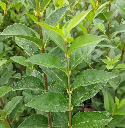 Ligustrum ovalifolium