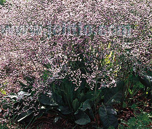 Limonium latifolium