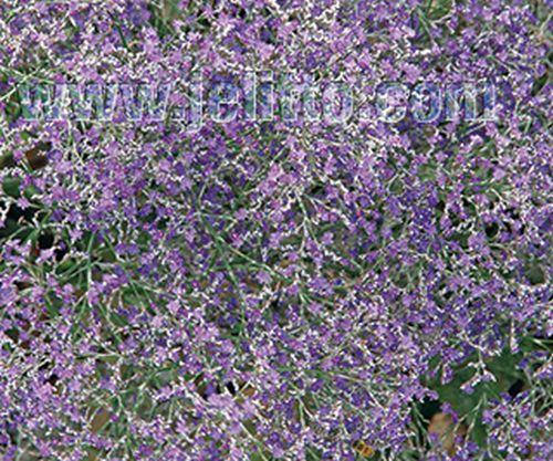 Limonium latifolium