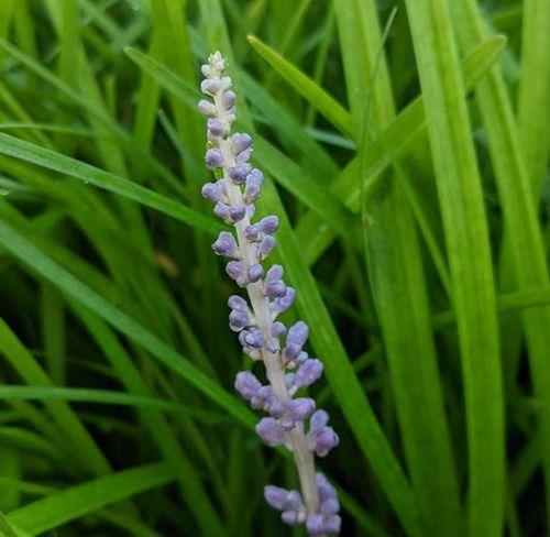 Liriope muscari 'Big Blue'