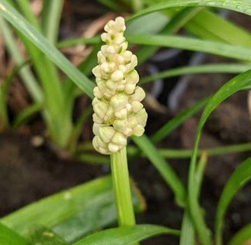 Liriope muscari 'Monroe White'