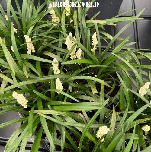 Liriope muscari 'Monroe White'