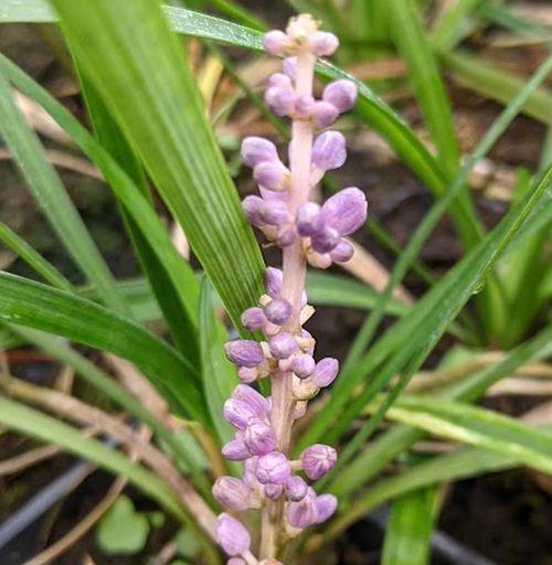 Liriope muscari 'Moneymaker'