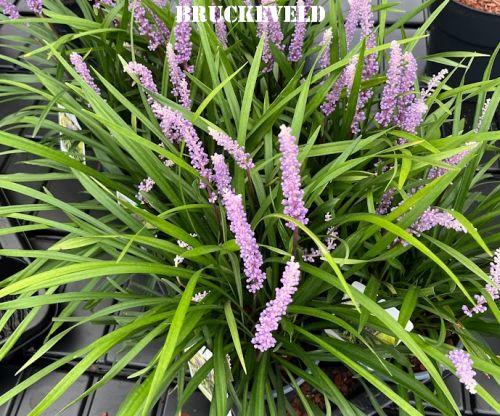 Liriope muscari 'Moneymaker'