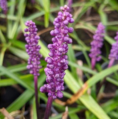 Liriope muscari 'Purple Passion'