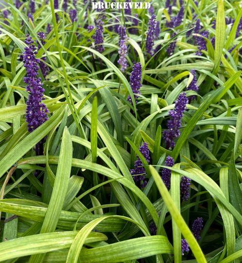 Liriope muscari 'Purple Passion'