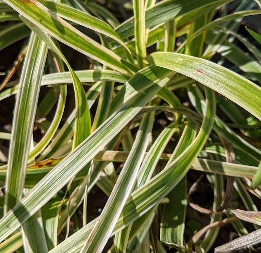 Liriope spicata 'Silvery Sunproof'