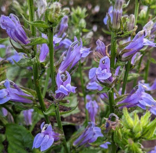 Lobelia siphilitica