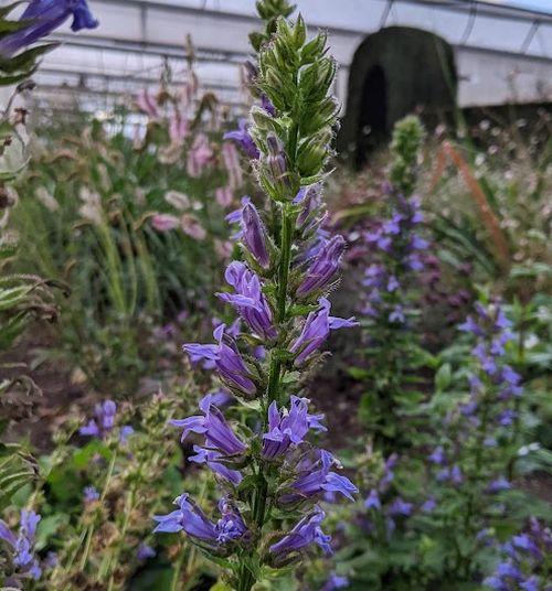 Lobelia siphilitica