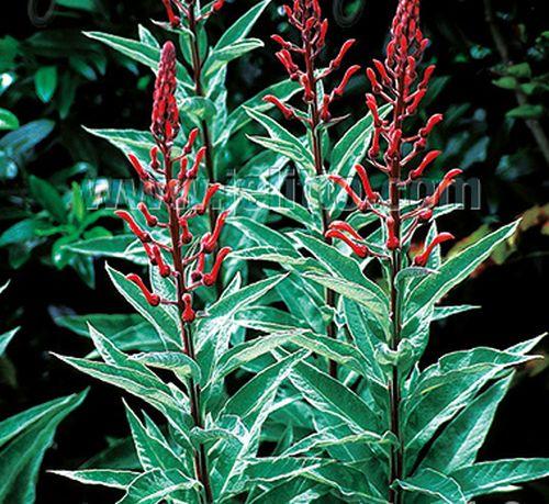 Lobelia tupa