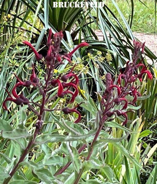 Lobelia tupa