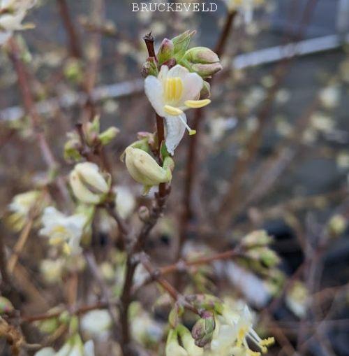 Lonicera fragrantissima