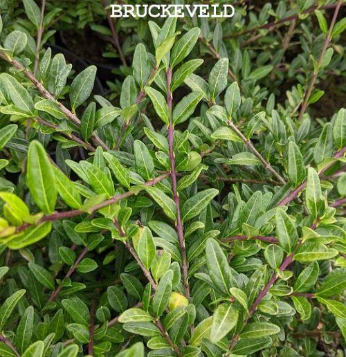 Lonicera pileata
