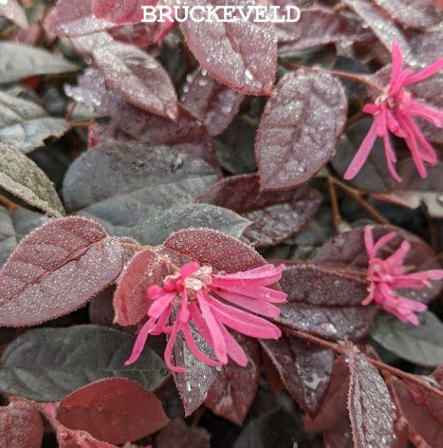 Loropetalum chin. 'Fire Dance'