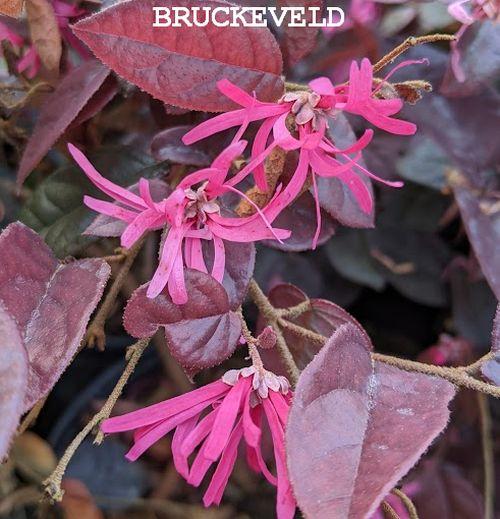 Loropetalum chin. 'Fire Dance'