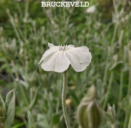 Lychnis coronaria 'Alba'