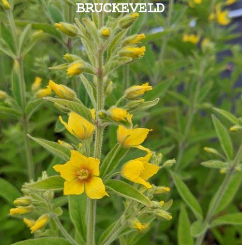 Lysimachia punctata