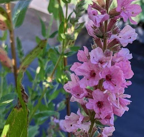 Lythrum salicaria 'Blush'