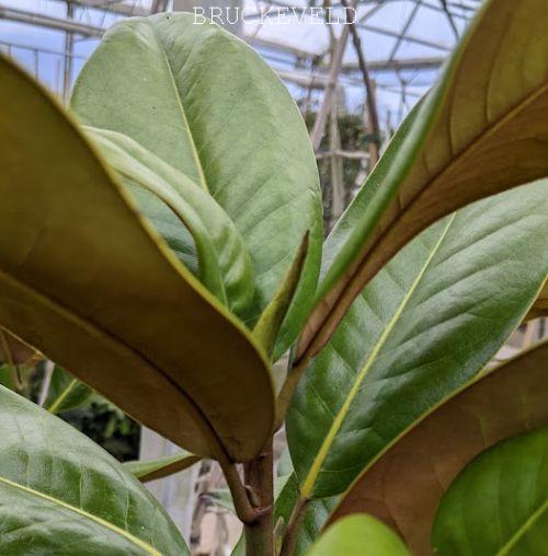 Magnolia grandiflora 'Exmouth'