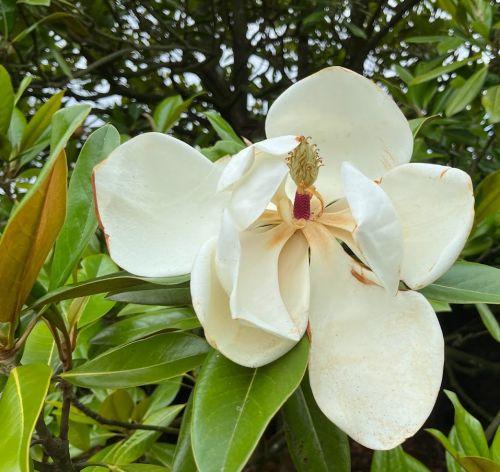 Magnolia grandiflora 'Le Nantais'