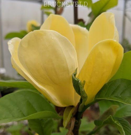 Magnolia den. 'Yellow Bird'