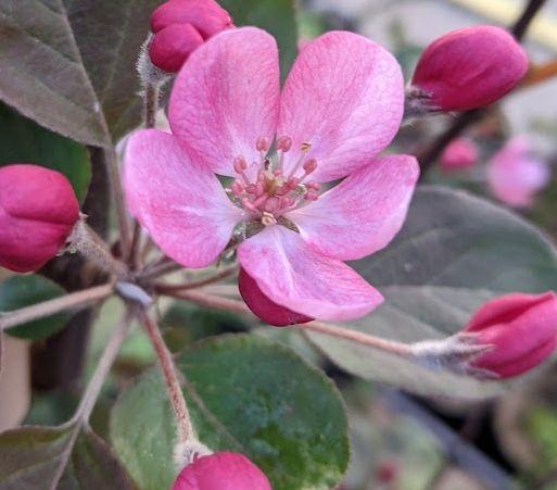 Malus transitoria 'Gulliver'