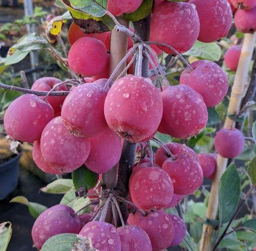 Malus transitoria 'Gulliver'