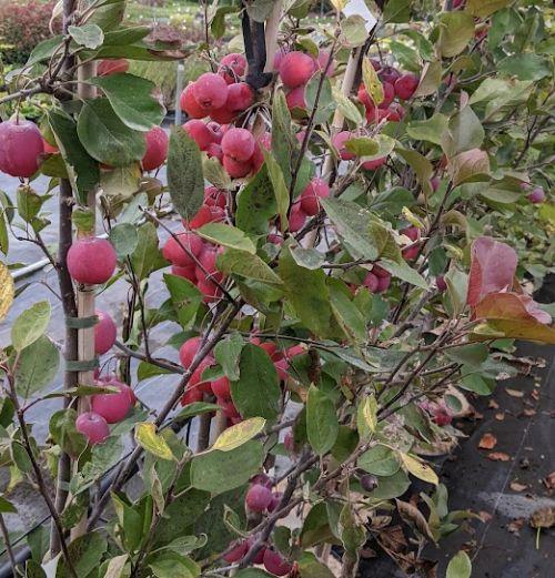 Malus transitoria 'Gulliver'