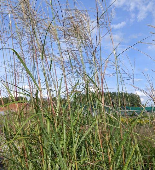 Miscanthus sin. 'Goliath'