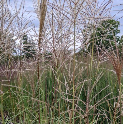 Miscanthus sin. 'Goliath'