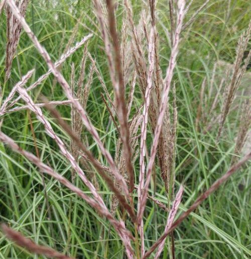 Miscanthus sin. 'Red Chief'