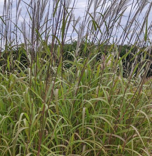 Miscanthus sin. 'Silberturm