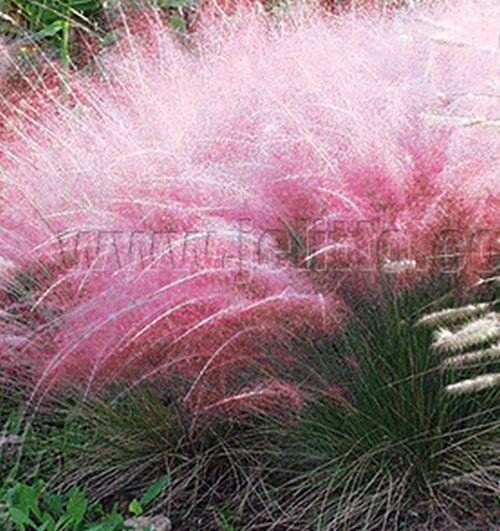 Muhlenbergia capillaris