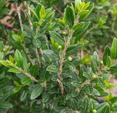 Myrtus communis 'Tarentina'