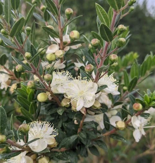 Myrtus communis 'Tarentina'