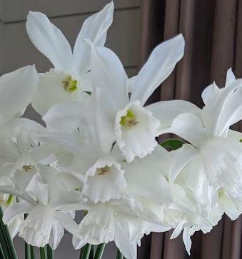 Narcissus 'Thalia' ( triandrus)