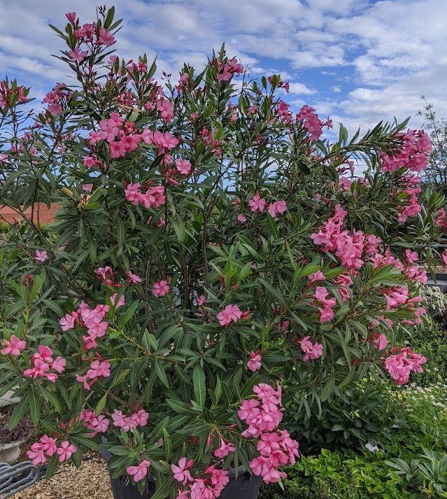 Nerium oleander